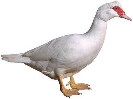 Muscovy