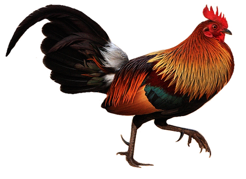 Red Fowl