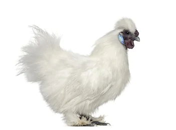 Silkie